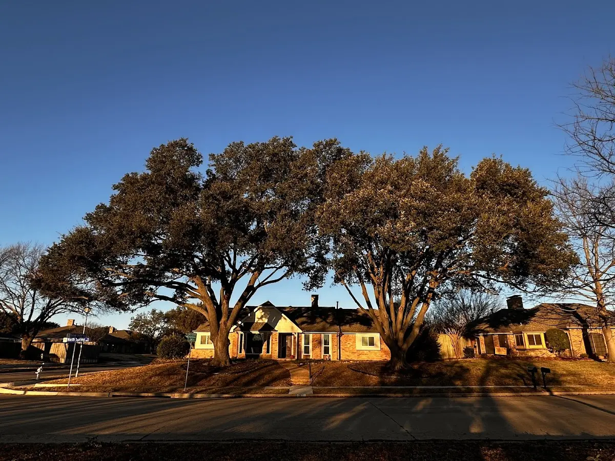 Established residential canopy tree shading a home in Blounts Creek